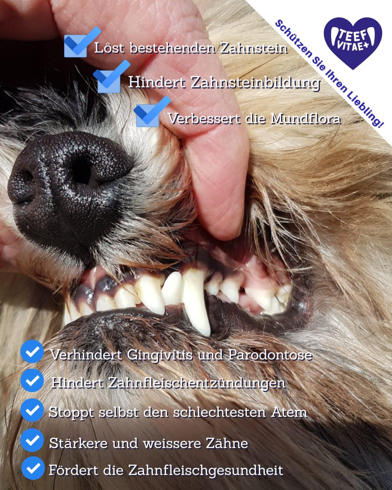 TEEF Vitae+ Zahnpflege Für Hund & Katze – Löst Zahnstein, Stoppt Mundgeruch, 2 Monate Vorrat