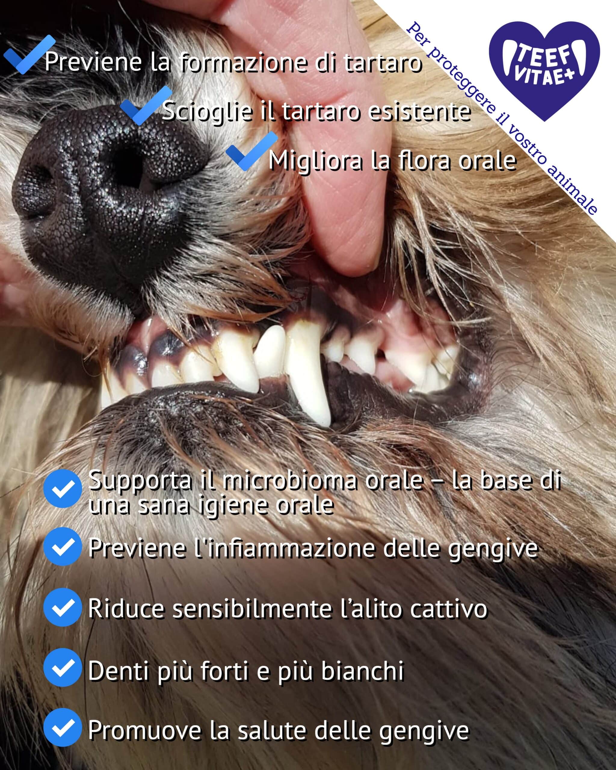 TEEF Vitae+® (21g / fino a 210 applicazioni) | Cura dentale sana per cani e gatti - immagine 7