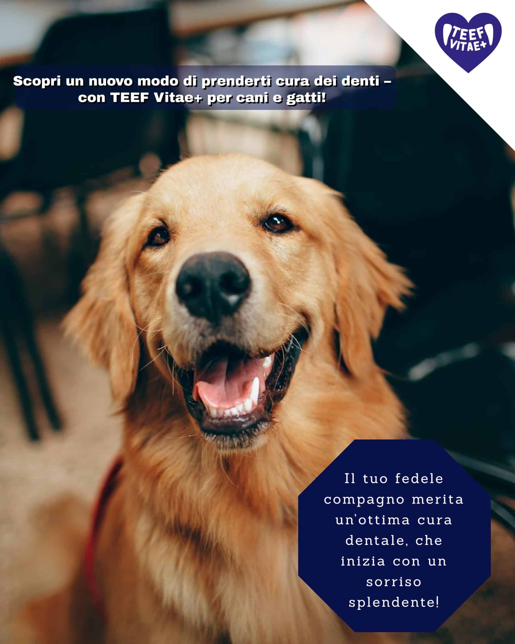 TEEF Vitae+® (21g / fino a 210 applicazioni) | Cura dentale sana per cani e gatti - immagine 8