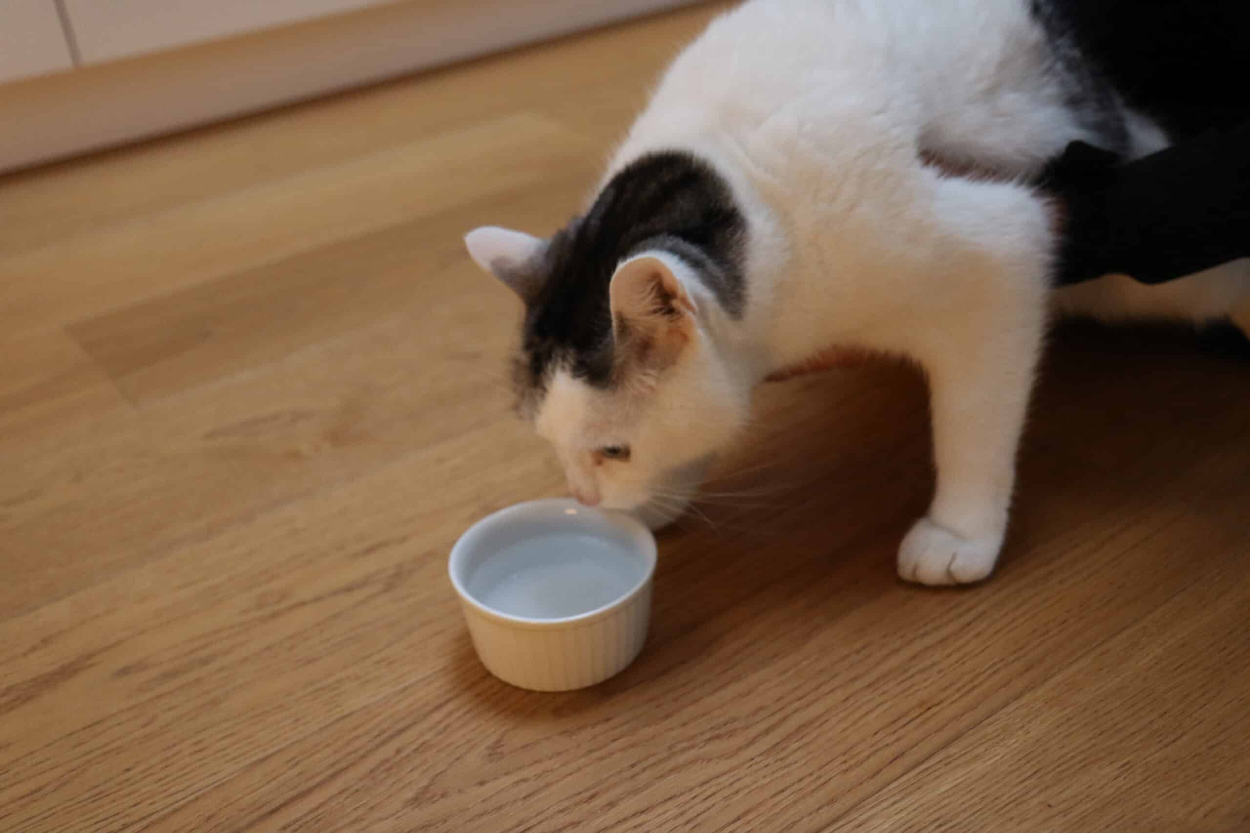Gato bebiendo agua de un cuenco de cerámica
