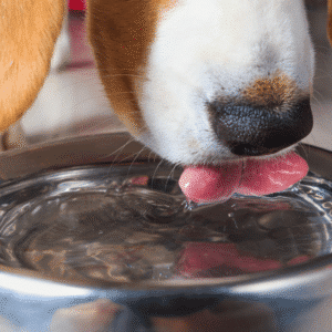 Perro bebiendo agua de un cuenco