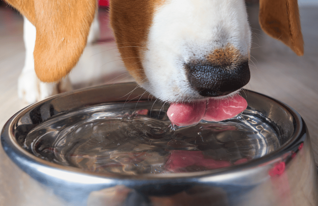 Perro bebiendo agua de un cuenco
