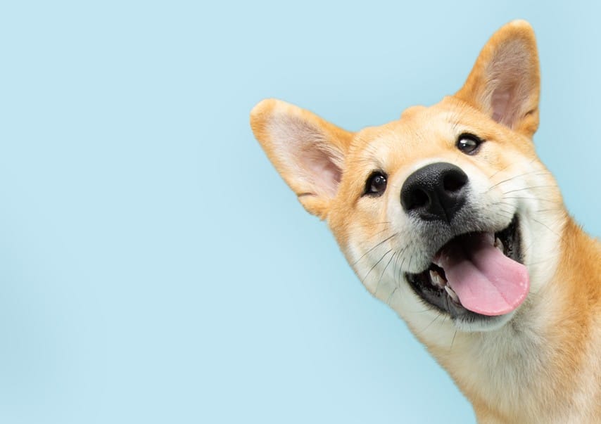 TEEF Vitae+® (21 g / hasta 210 aplicaciones) | Cuidado dental saludable para perros y gatos - Imagen 8