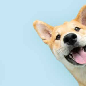 Dog against a light blue background